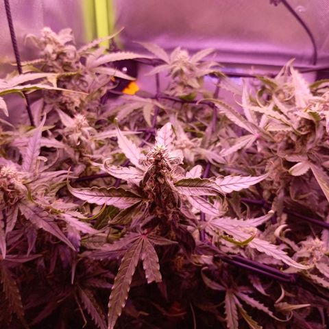 Auto#1 growlog timeline photo