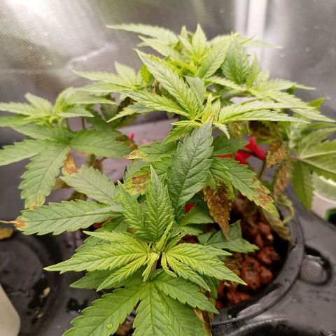NL#1 growlog timeline photo