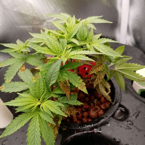 NL#1 growlog timeline photo
