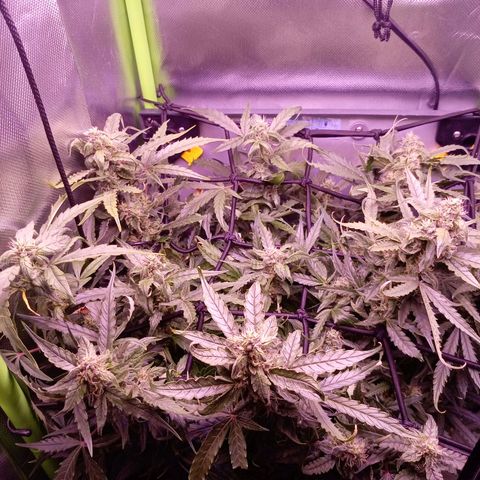 Auto#1 growlog timeline photo