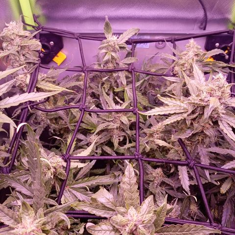 Auto#1 growlog timeline photo