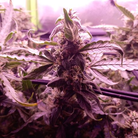 Auto#1 growlog timeline photo