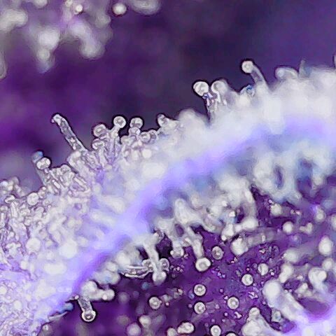 Auto#1 growlog timeline photo