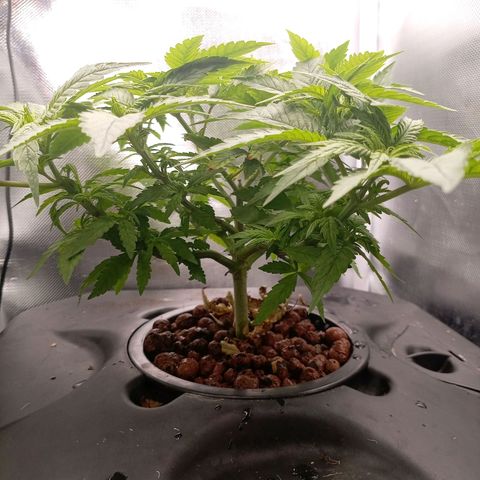 NL#1 growlog timeline photo