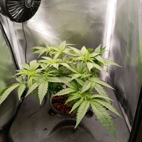 NL#1 growlog timeline photo