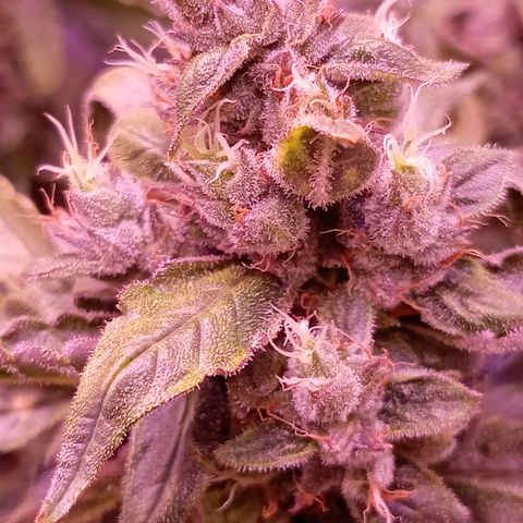 Auto#1 growlog timeline photo