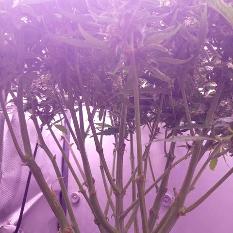 Auto#1 growlog timeline photo