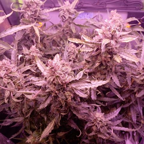 Auto#1 growlog timeline photo