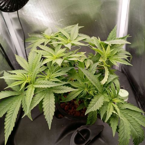 NL#1 growlog timeline photo