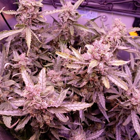Auto#1 growlog timeline photo