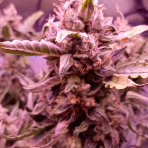 Auto#1 growlog timeline photo