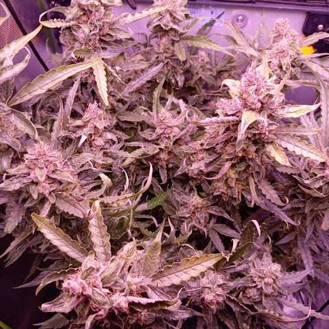 Auto#1 growlog timeline photo
