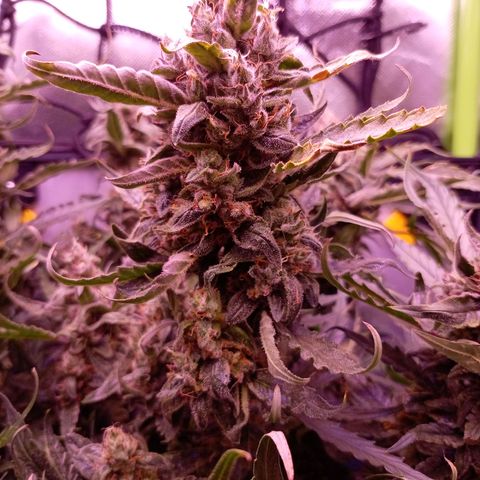 Auto#1 growlog timeline photo