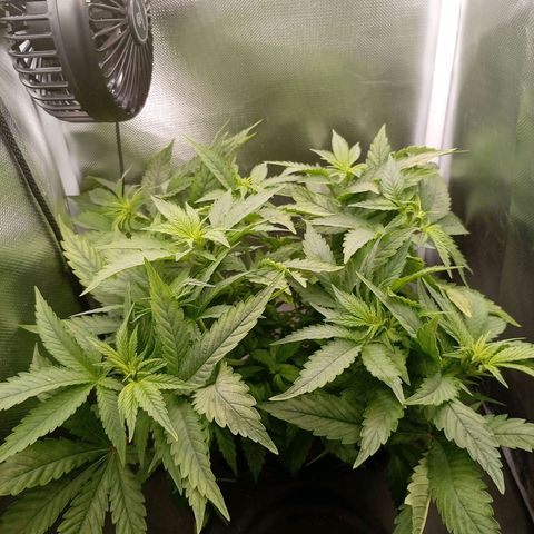 NL#1 growlog timeline photo