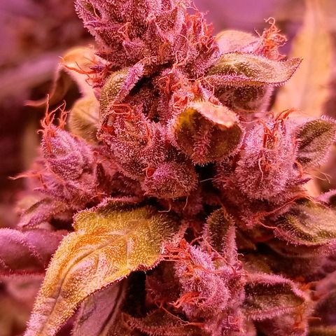 Auto#1 growlog timeline photo