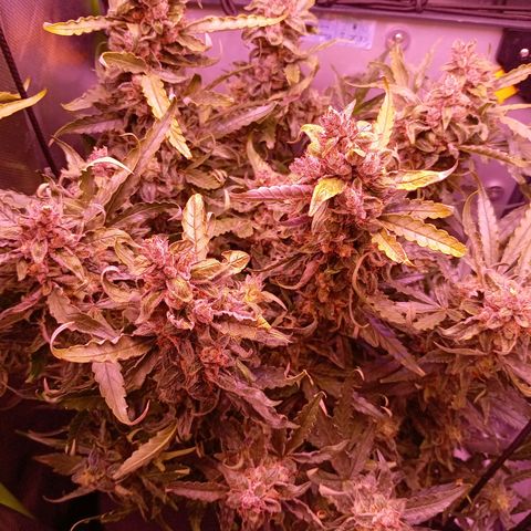 Auto#1 growlog timeline photo