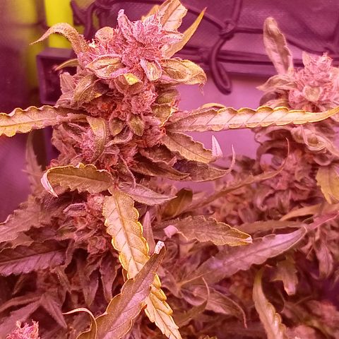 Auto#1 growlog timeline photo
