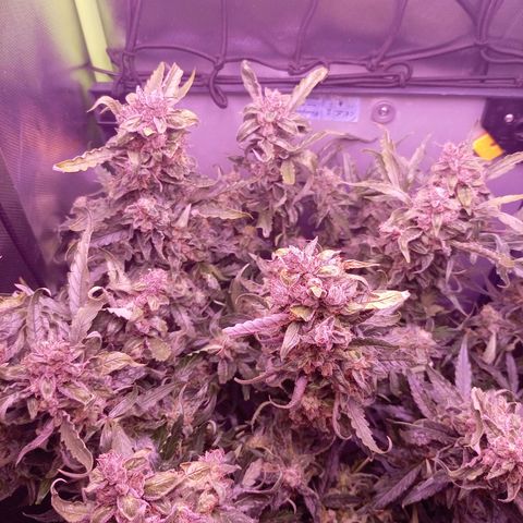 Auto#1 growlog timeline photo