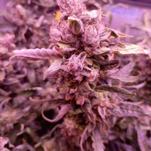 Auto#1 growlog timeline photo