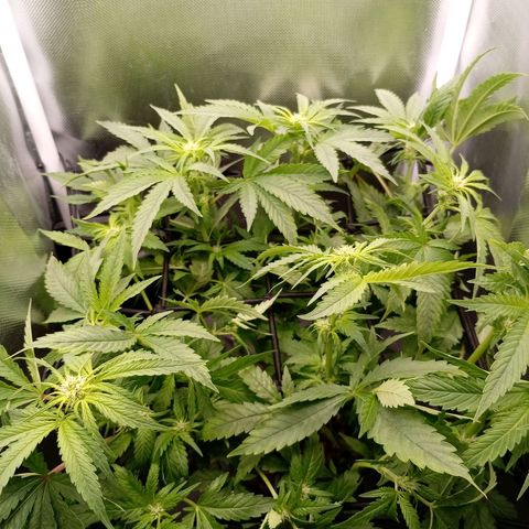 NL#1 growlog timeline photo