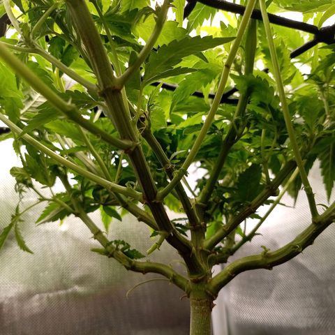 NL#1 growlog timeline photo