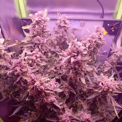 Auto#1 growlog timeline photo