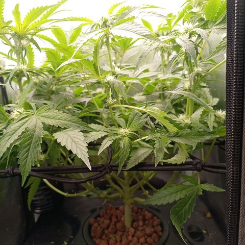 NL#1 growlog timeline photo