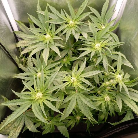 NL#1 growlog timeline photo