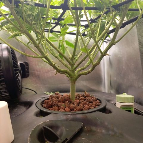 NL#1 growlog timeline photo