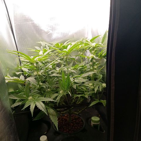 NL#1 growlog timeline photo