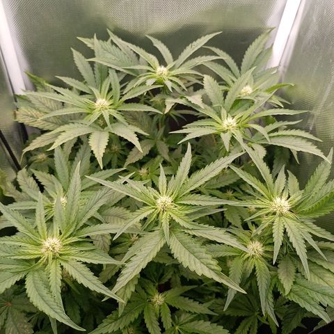 NL#1 growlog timeline photo