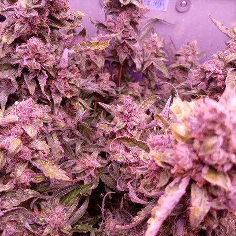 Auto#1 growlog timeline photo