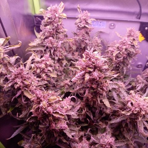 Auto#1 growlog timeline photo
