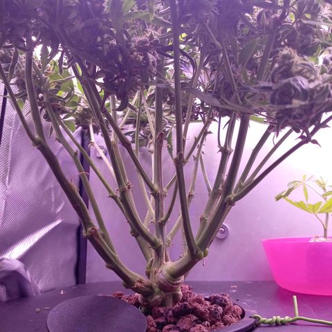 Auto#1 growlog timeline photo