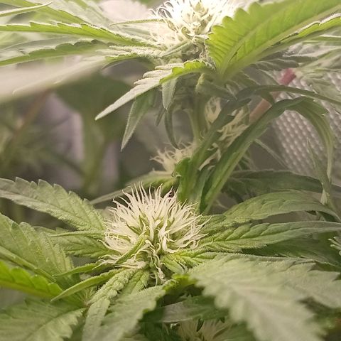 NL#1 growlog timeline photo