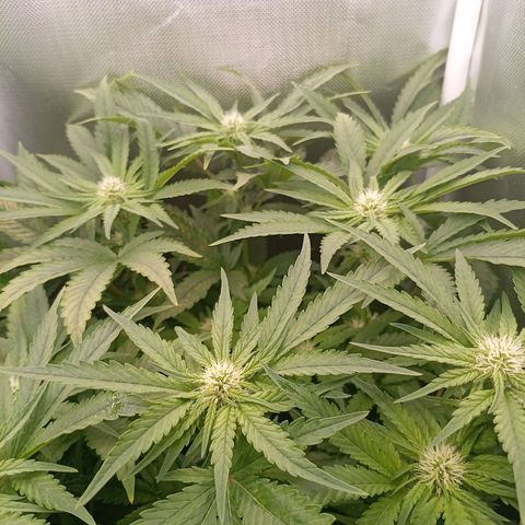 NL#1 growlog timeline photo