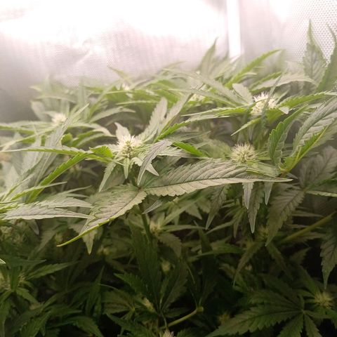 NL#1 growlog timeline photo