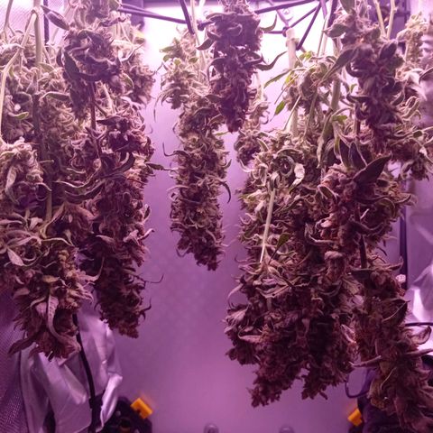Auto#1 growlog timeline photo