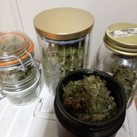 Auto#1 growlog timeline photo