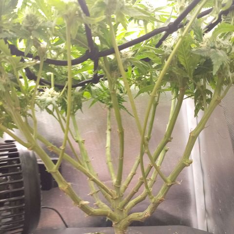 NL#1 growlog timeline photo