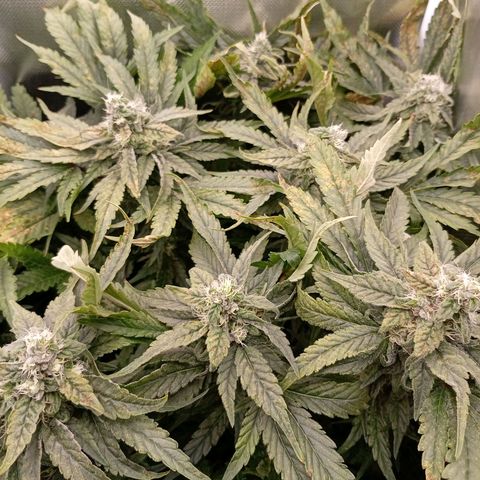 NL#1 growlog timeline photo