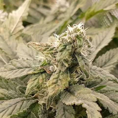 NL#1 growlog timeline photo