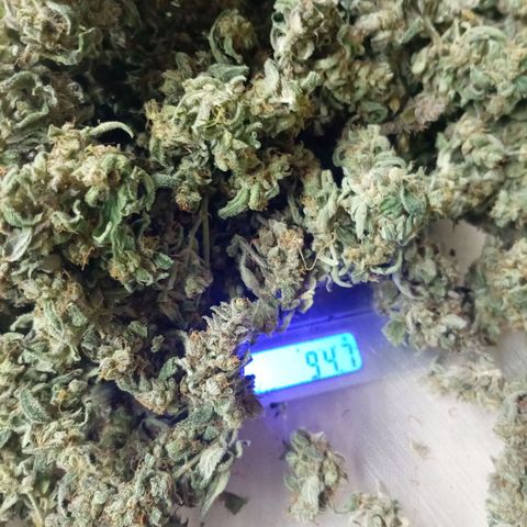 Auto#1 growlog timeline photo