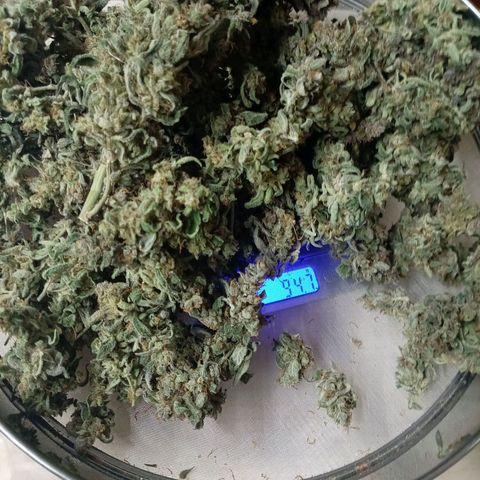 Auto#1 growlog timeline photo