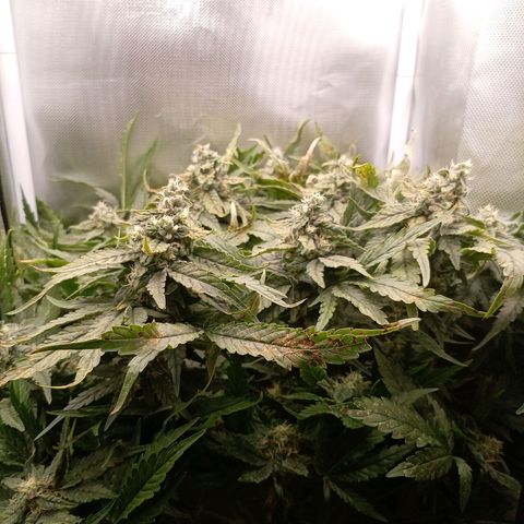 NL#1 growlog timeline photo