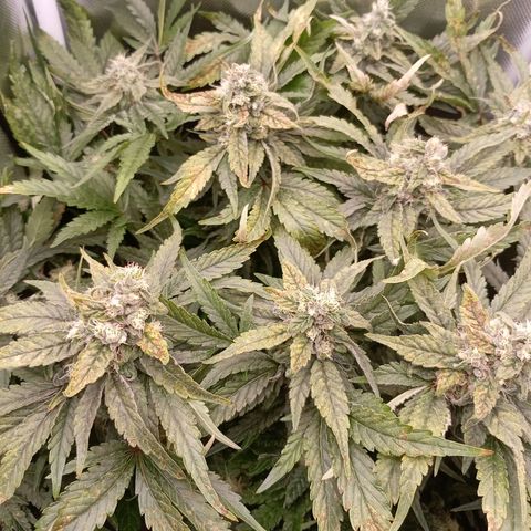 NL#1 growlog timeline photo