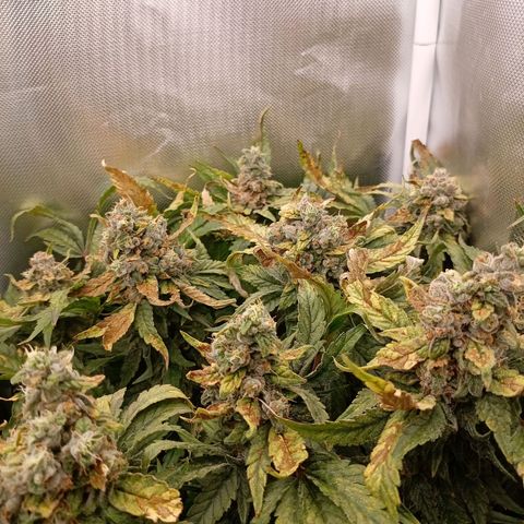 NL#1 growlog timeline photo