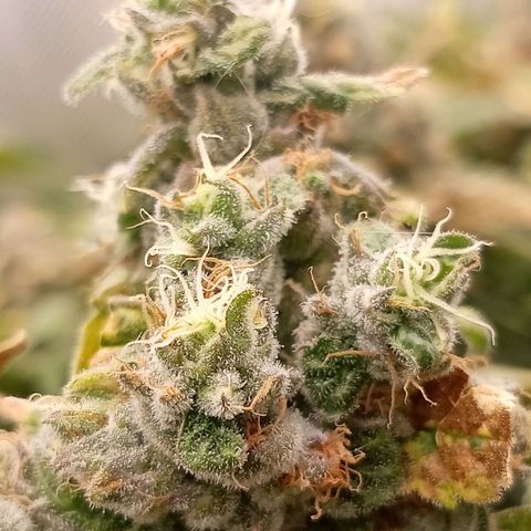 NL#1 growlog timeline photo