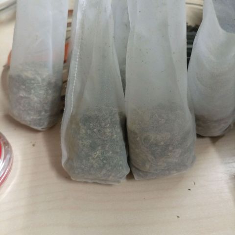 NL#1 growlog timeline photo