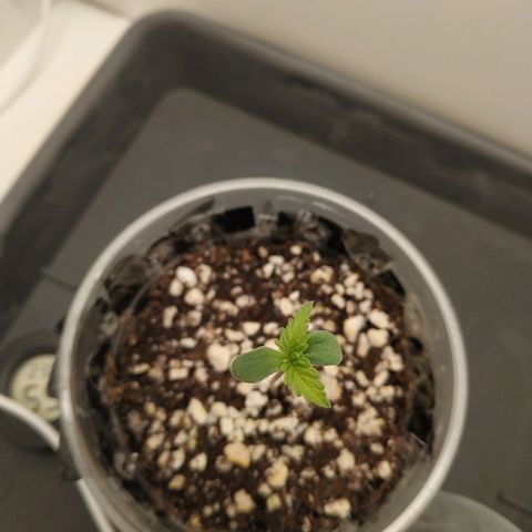 LSD 25 fastbuds growlog timeline photo